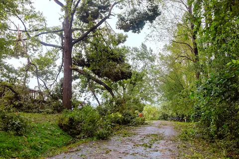 oregon-city-emergency-tree-removal Emergency tree removal services provided by Oregon City Tree Service to clear storm-damaged trees and debris.