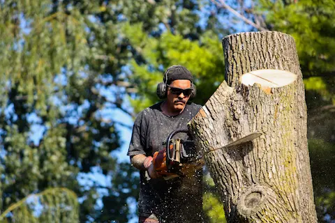 oregon-city-tree-removal Skilled arborist from Oregon City Tree Service performing safe and precise tree removal