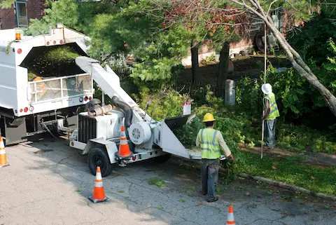 oregon-city-tree-trimming Expert tree trimming and removal by Oregon City Tree Service, promoting safety and property enhancement.