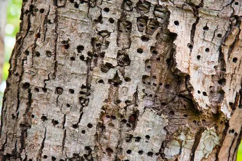 oregon-city-tree-service-pest-control Close-up of tree damage caused by pests, showcasing the need for professional tree pest control services by Oregon City Tree Service.