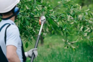 tree-trimming-oregon-city-tree-service Our Service Areas - gladstone tree service, aloha tree service, canby tree service, west linn tree service, wilsonville tree service, lake oswego tree service, tualatin tree service, beaverton tree service